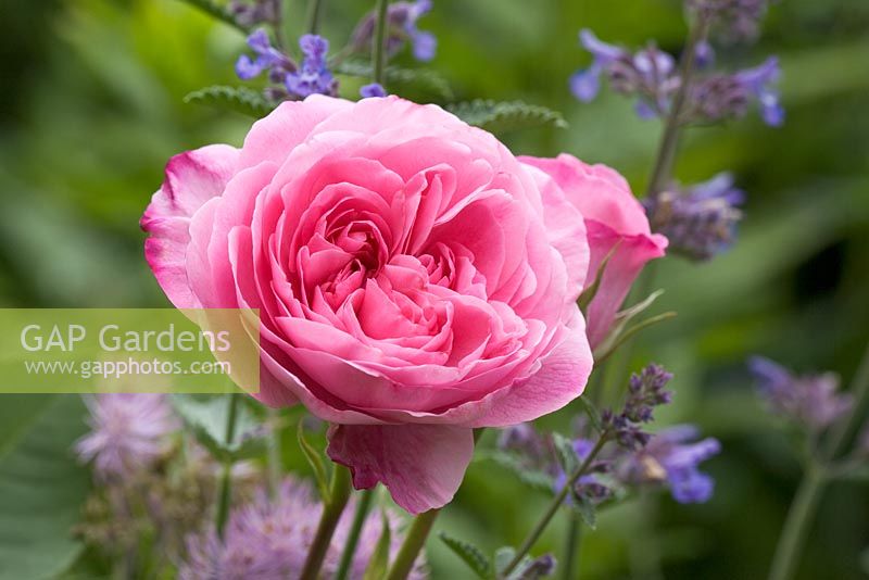 Rosa 'Gertrude Jekyll' and Nepeta 'Six hills Giant' in Summer