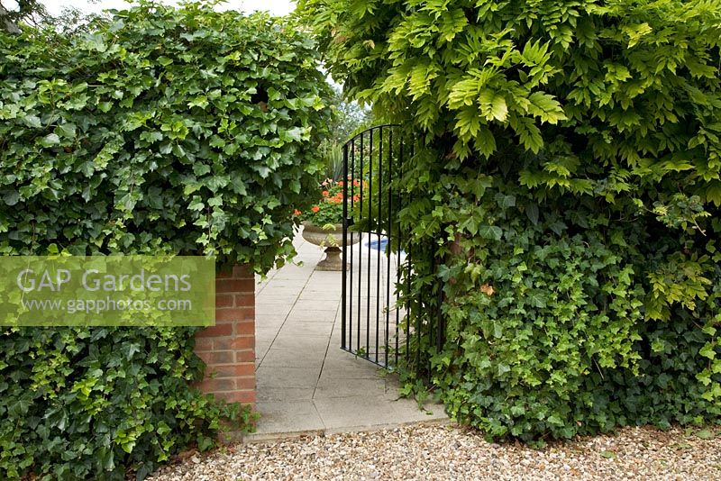 Metal gate in a brick wall with Hedera - Ivy and Wisteria, leading into a swimming pool garden.