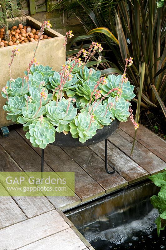 Metal planter with Echeveria on decking. Yulia Badian garden, London, UK