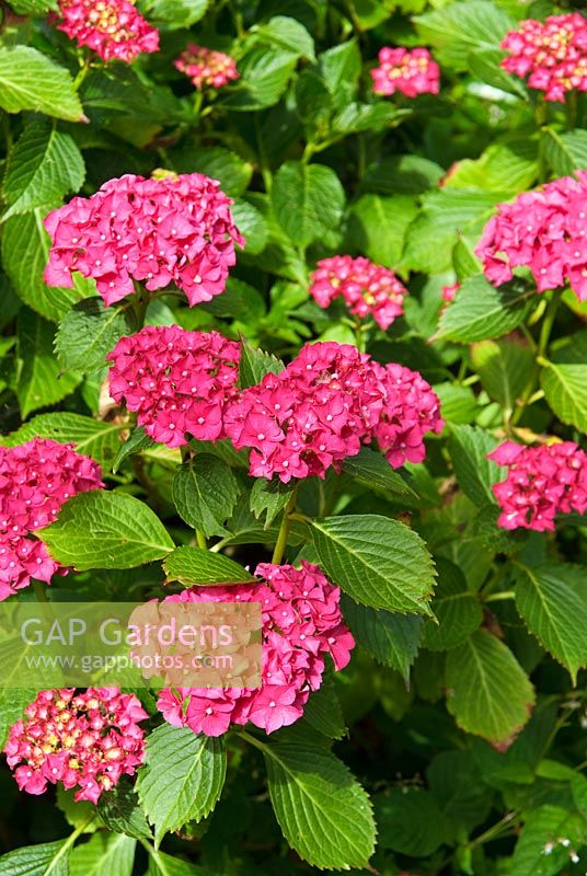 Hydrangea macrophylla 'Forever Pink'. Sir Harold Hillier Gardens/Hampshire County Council, Romsey, Hants, UK