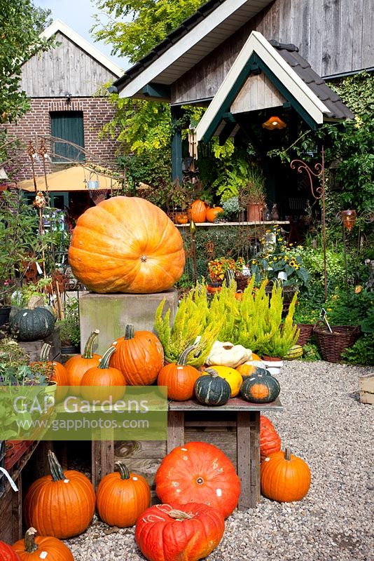 Display of Pumpkins and gourds on gravel patio