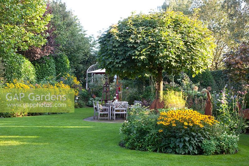 Autumn garden with large Acer platanoides 'Globosum' - Norway Maple tree and Helenium in border
 