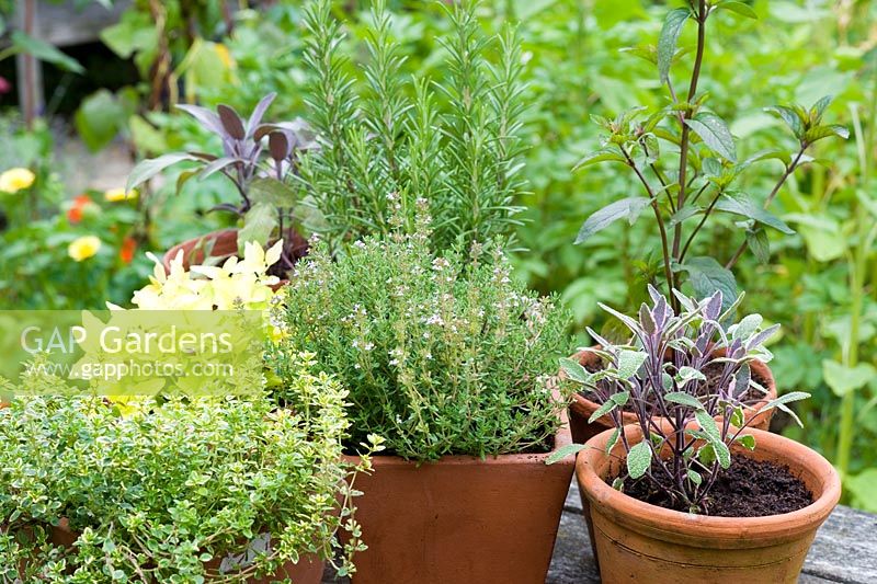 Culinary herbs in pots on table - Thyme, Rosemary, Marjoram, Mint and Sage