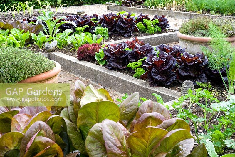 Decorative potager with raised beds in early summer with salad crops including Lactuca - Red Cos Lettuce
 