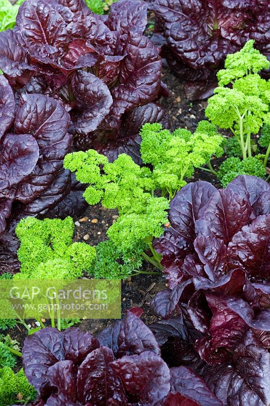 Lactuca sativa - Red Cos Lettuce with Petroselinum crispum -Parsley in rows