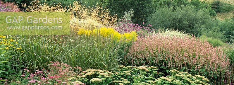 Prairie meadow planting of mixed perennials and grasses at Highcroft Gardens, Cornwall