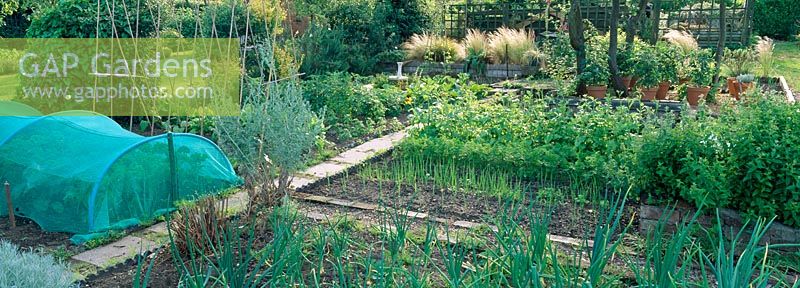 A garden of mixed herbs and vegetables at Hill Close Gardens, Warwick