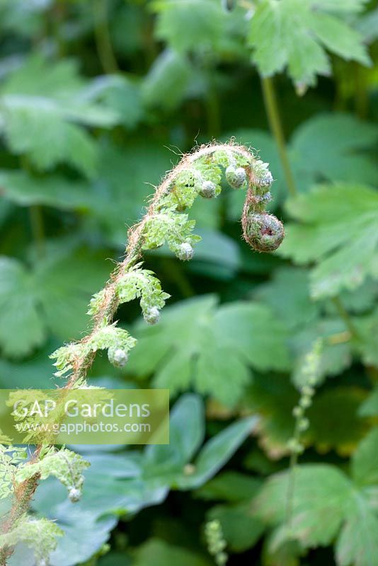 Onoclea sensibilis. Mallards Garden, May 
