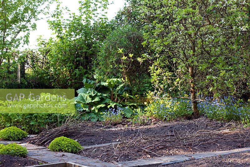 Newly planted raised beds covered with twigs to deter birds. Mallards Garden, May 