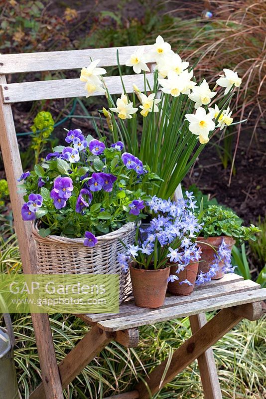 Mixed spring containers. Scilla sibirica 'Spring Beauty', Mentha - Mint, Narcissus 'Sailboat' and Viola