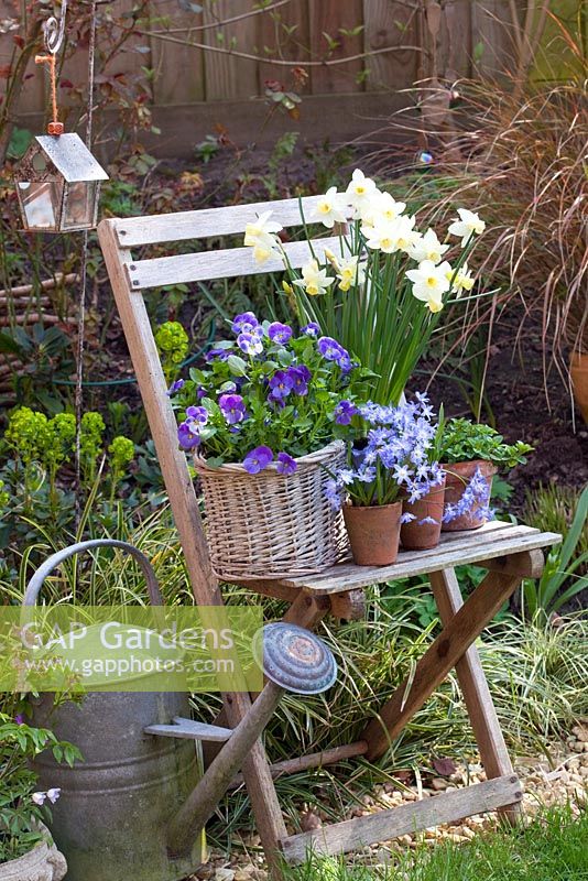 Mixed spring containers on wooden chair. Scilla sibirica 'Spring Beauty', Mentha - Mint, Narcissus 'Sailboat' and Viola
 