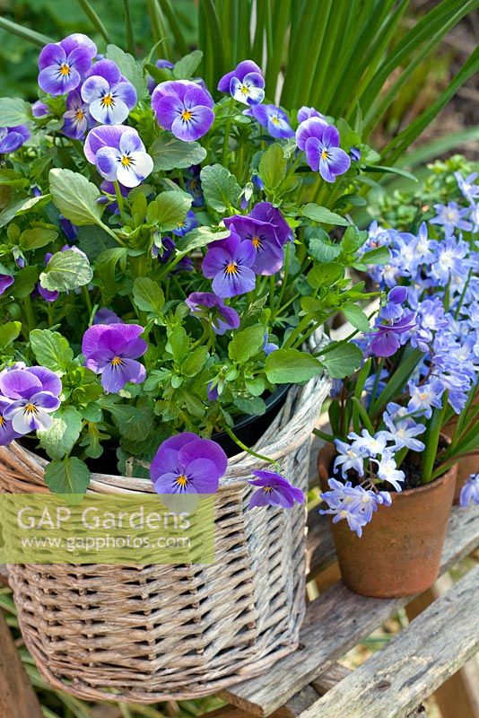 Mixed spring containers of  Scilla sibirica 'Spring Beauty' and  Viola