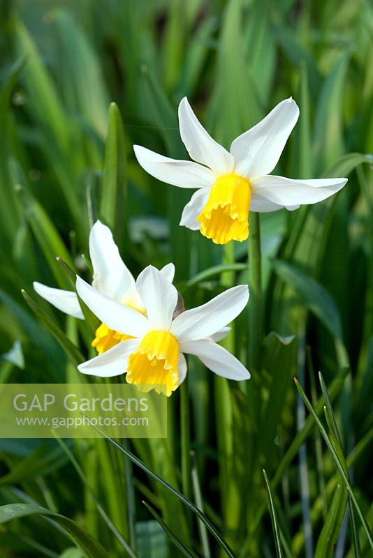 Narcissus 'Jack Snipe'