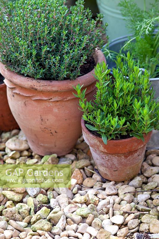 Herbs planted in clay pots. Thymus - Thyme and Artemisia dracunculus - Tarragon
