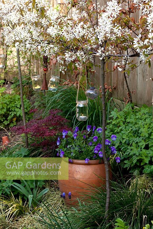 North facing border with Pleached Amelanchier lamarckii with tea lights in jars hanging from the branches, Grasses, Geraniums and Euphorbia. Earthenware container planted with Violas 