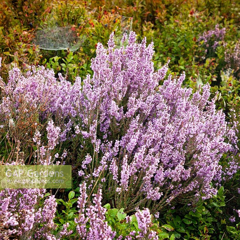 Calluna vulgaris - Heather or Ling on Brindley Heath Valley in September. Cannock Chase Country Park AONB (area of outstanding natural beauty), UK 