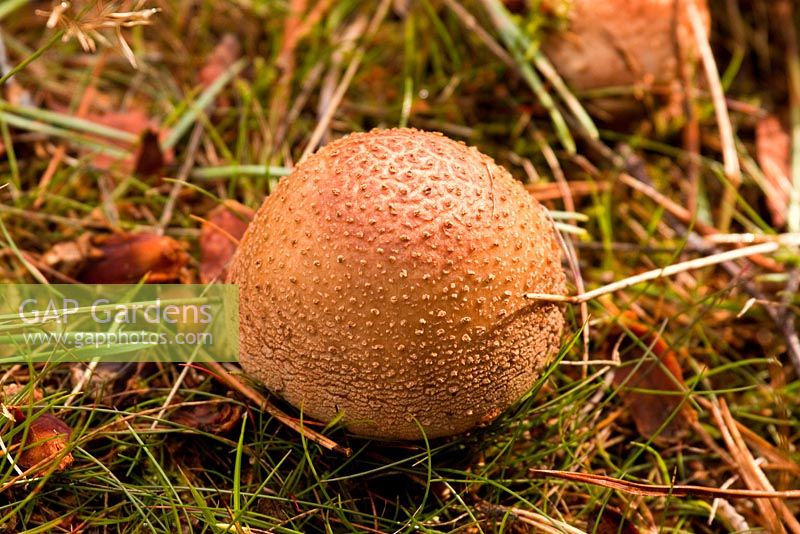 Amanita rubescens - Fungi Blusher at Brindley Heath Valley, September. Cannock Chase Country Park AONB (area of outstanding natural beauty), UK 