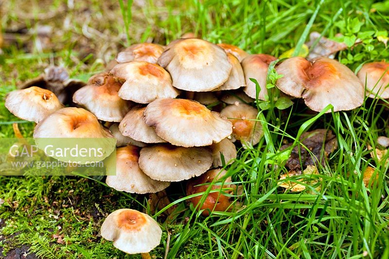 Armillaria - Honey Fungus in late summer. Cannock Chase Country Park AONB (area of outstanding natural beauty), UK 