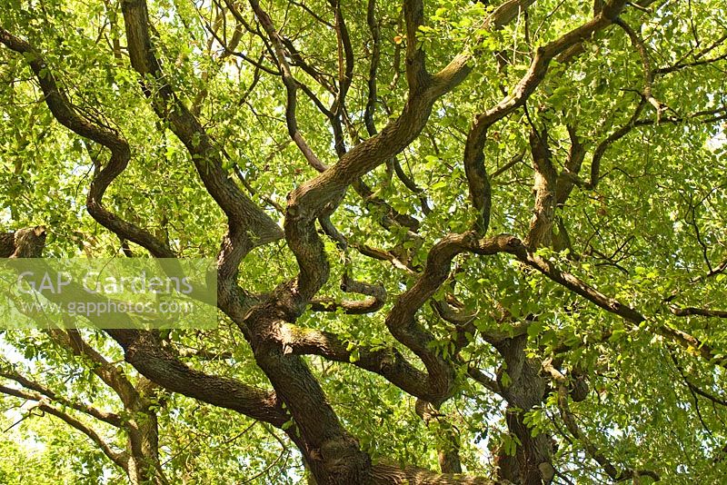 Branches of  Ancient English Quercus - Oak in late summer. Brocton Coppice, Cannock Chase Country Park AONB (area of outstanding natural beauty), UK 