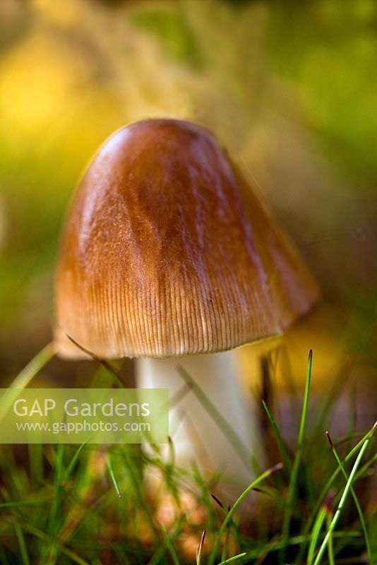 Hygrocybe irrigata - Slimy Waxcap in late summer, Cannock Chase Country Park AONB (area of outstanding natural beauty), UK 
 