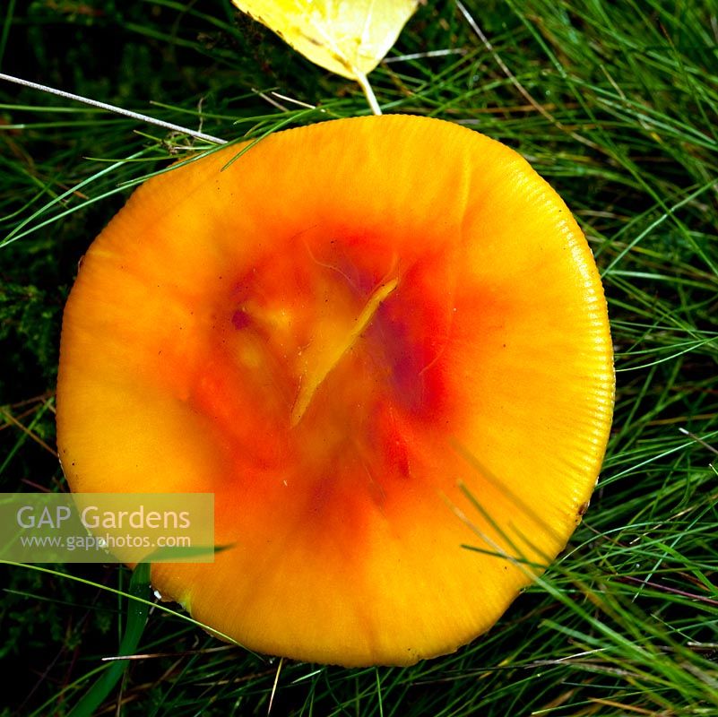 Amanita xanthocephala  fungi in late summer, Cannock Chase Country Park