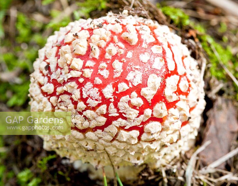 Amanita muscaria - Fly Agaric in late summer, Cannock Chase Country Park