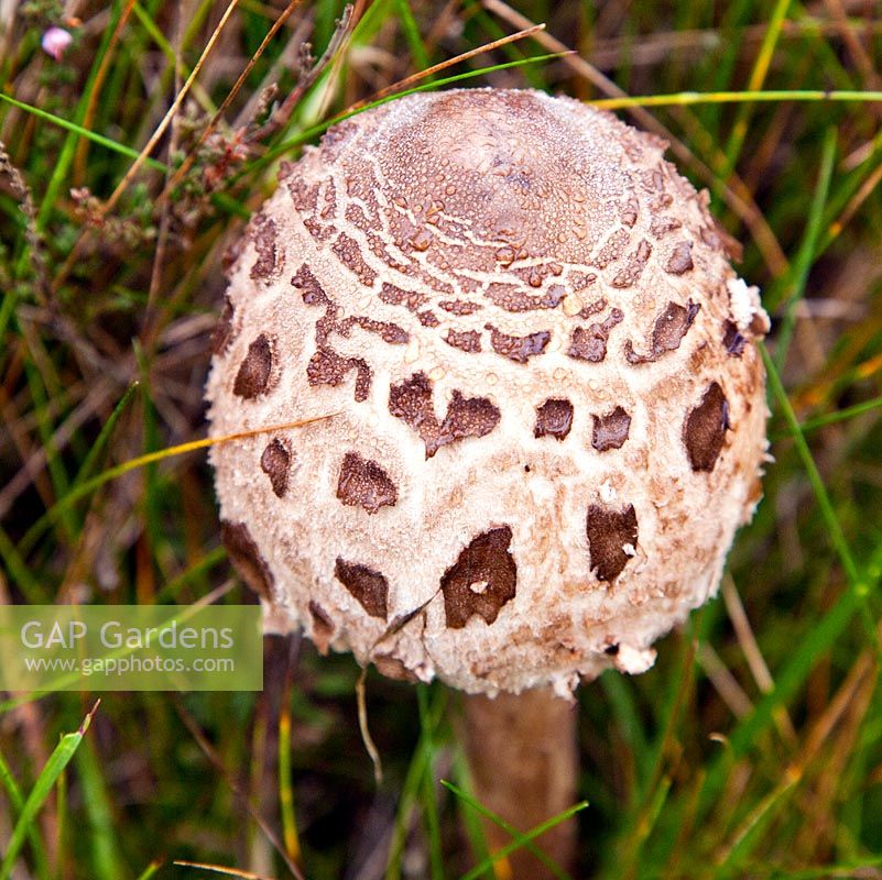 Macrolepiota procera - Parasol Mushroom in late summer, Cannock Chase Country Park