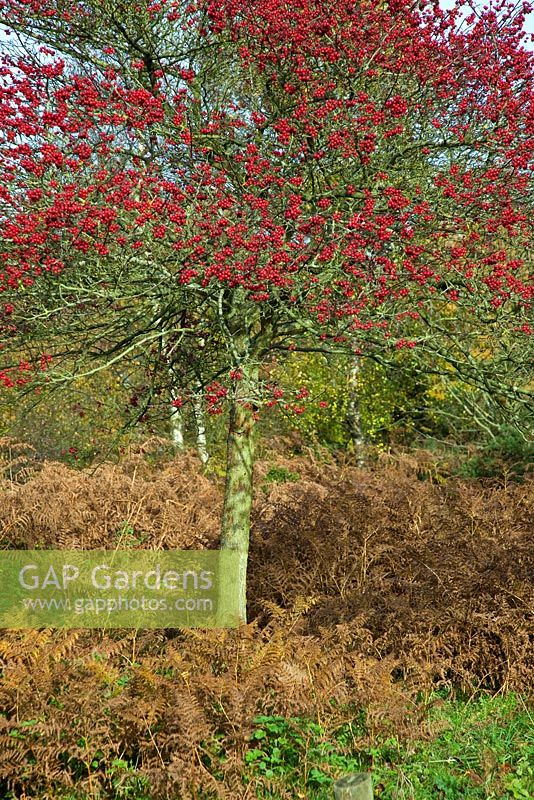 Crataegus - Hawthorn in November. Cannock Chase Country Park, UK 