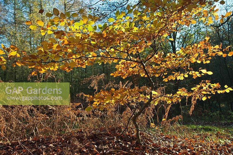 Fagus - Beech sapling in November. Cannock Chase Country Park, UK 
 