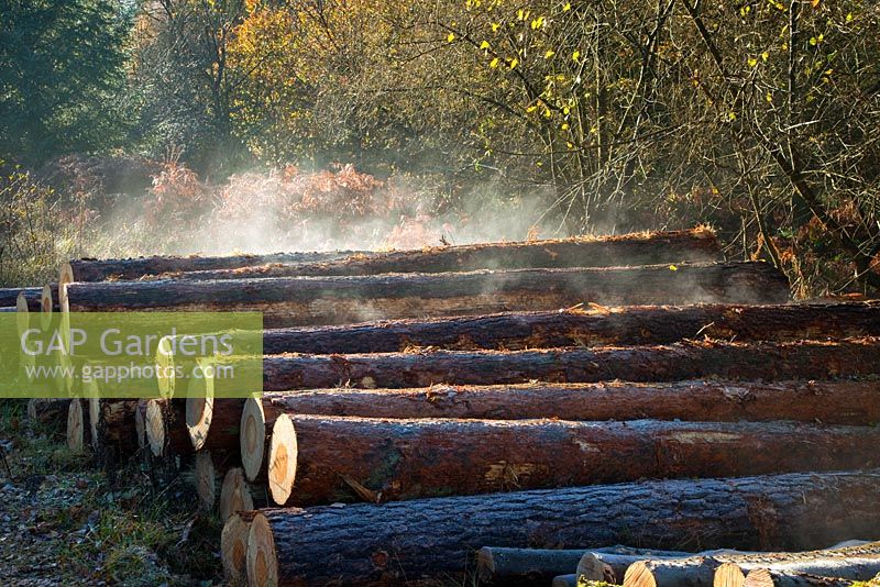 Frosty morning sun starting to dry out steaming Pine timber stack in November. Cannock Chase Country Park ANOB, UK 