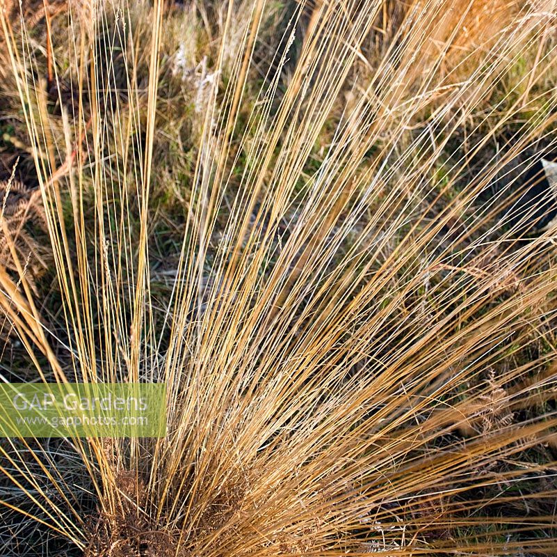 Stems of tough golden wild grass in late autumn. Cannock Chase Country Park, UK 
 