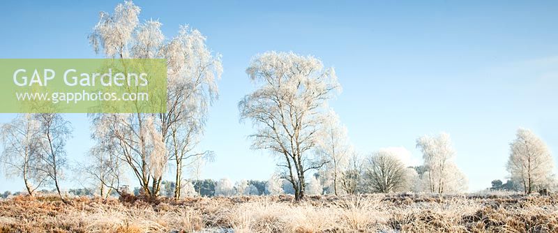 Winter scenes in frosted Brindley Heath area, early winter. . Cannock Chase Country Park, UK 
 