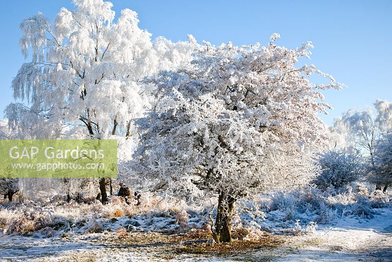 Frosted trees in early winter. Cannock Chase Country Park, UK
