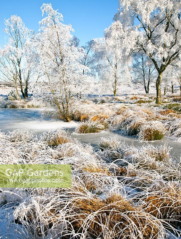 Frosted trees around Womere pool in early winter. Cannock Chase Country Park, UK
 