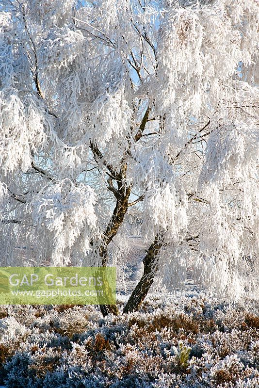 Frosted trees in early winter. Cannock Chase Country Park, UK 
 