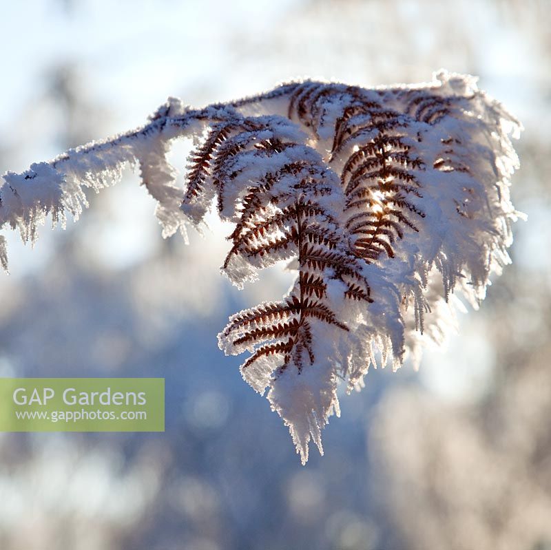 Frosted Fern in early winter. Cannock Chase Country Park, UK 
