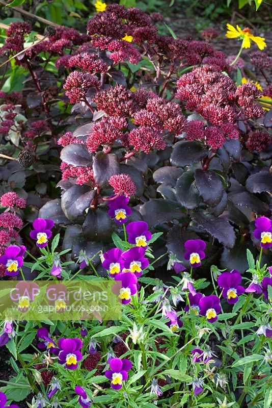 Sedum 'Purple Emperor' and Viola tricolor