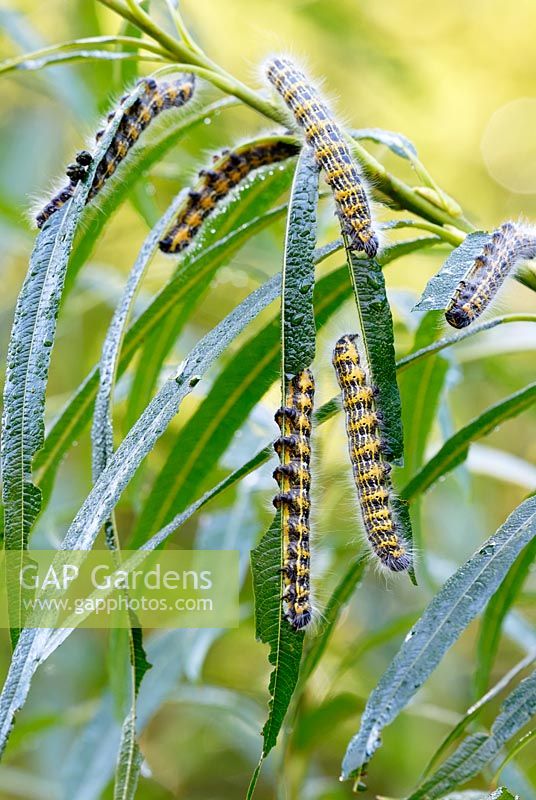 Phalera bucephala - Buff Tip moth caterpillars feeding on Salix viminalis