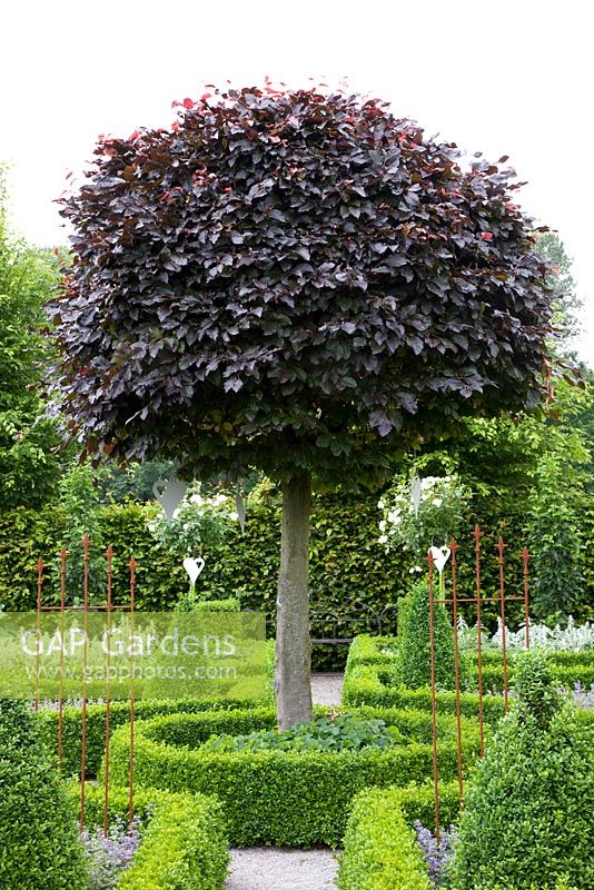 Fagus sylvatica 'Purpurea' - Purple Beech tree planted in the middle of a parterre