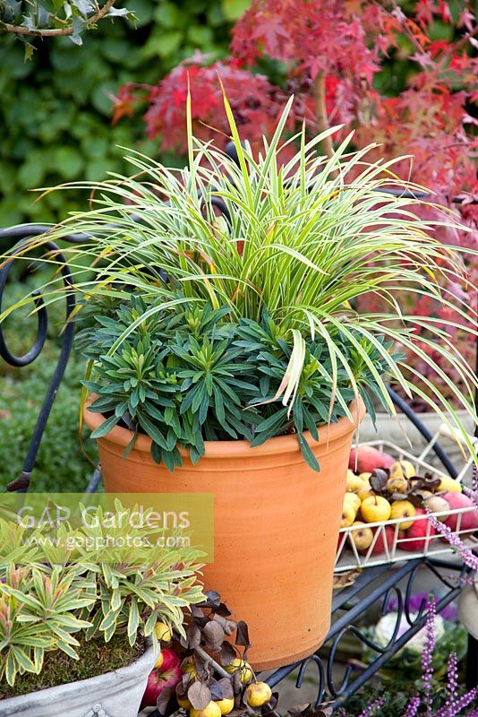 Autumn containers of Carex morrowii 'Variegata' - Sedge  and Euphorbia amygdaloides 'Purpurea' with baskets of crabapples