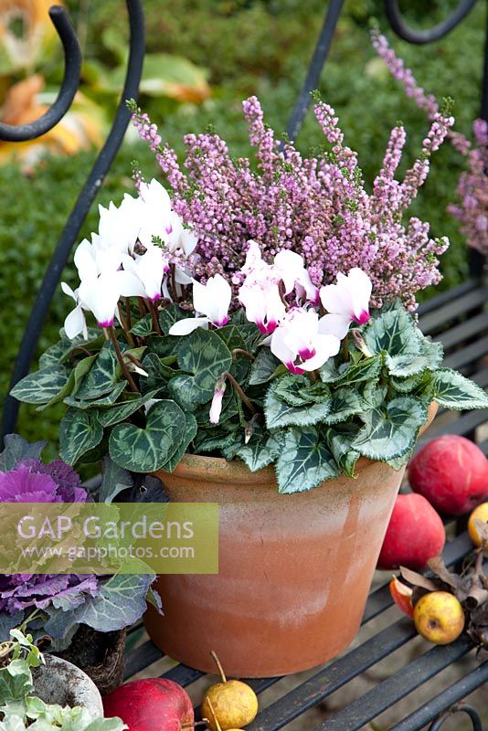 Cyclamen persicum and Calluna vulgaris 'Garden Girls' in terracotta pot