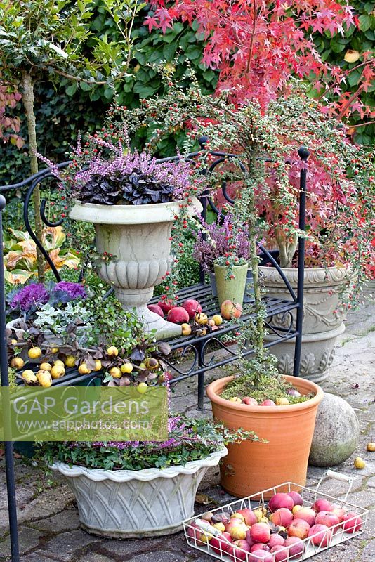 Pots of  Calluna vulgaris 'Garden Girls', Ajuga 'Braunherz',  and Cotoneaster dammeri 'Coral Beauty' with baskets of apples on iron bench