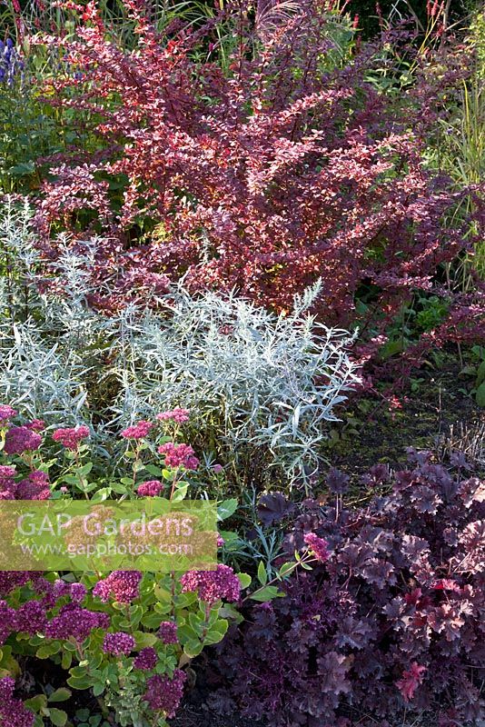 Sedum 'Herbstfreude', Artemisia ludoviciana 'Silver Queen' and Berberis thunbergii 'Atropurpurea'