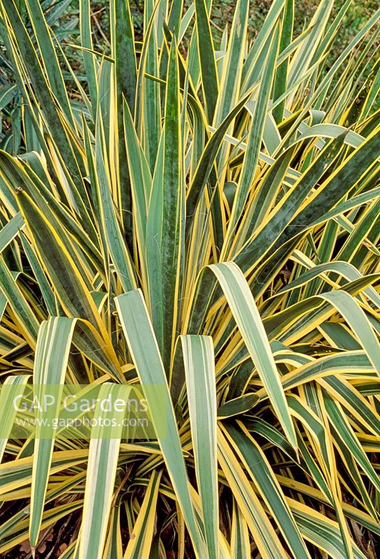 Yucca filamentosa  - Adams needle 'Bright Edge'