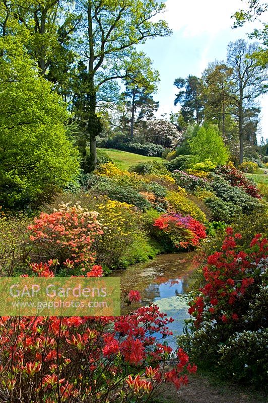 The lake and woodland garden with Rhododendron and Azaleas, Leonardslee Gardens, West Sussex