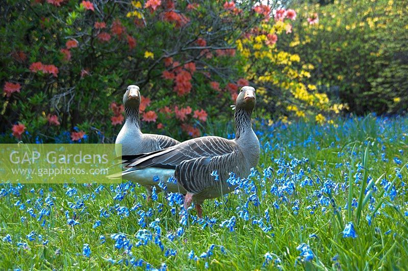 Geese amongst Bluebells at Leonardslee Gardens, West Sussex