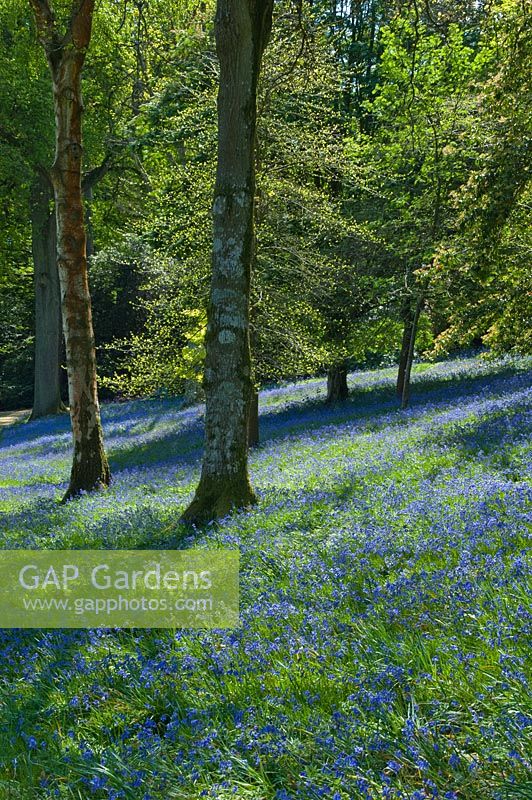 Bluebell woodlands at Leonardslee Gardens, West Sussex
 