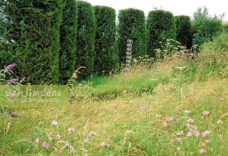 Wild flower meadow with Leylandii hedge as wind break. Fovant Hut Garden, Wilts