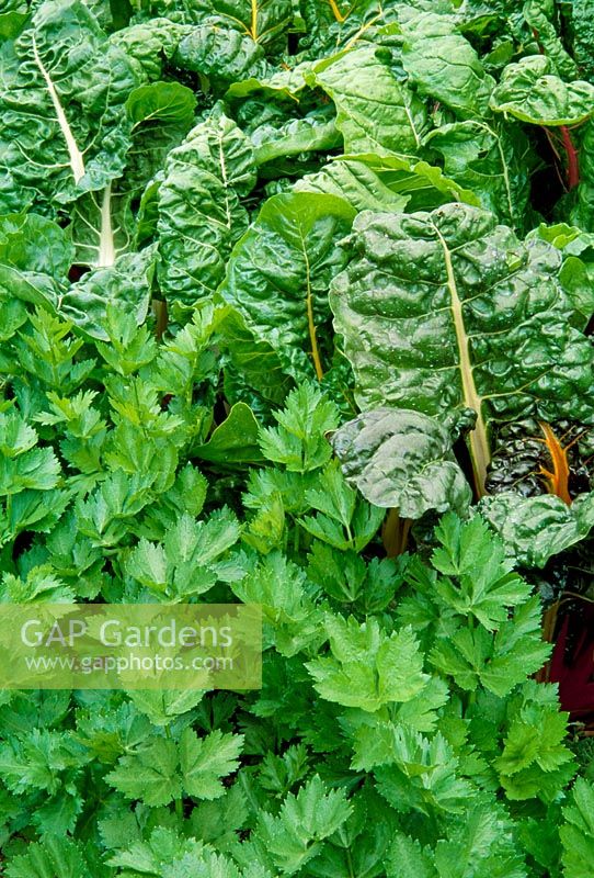 Beta - Chard and Apium - Curly Leaf Celery. RHS Gardens, Rosemoor