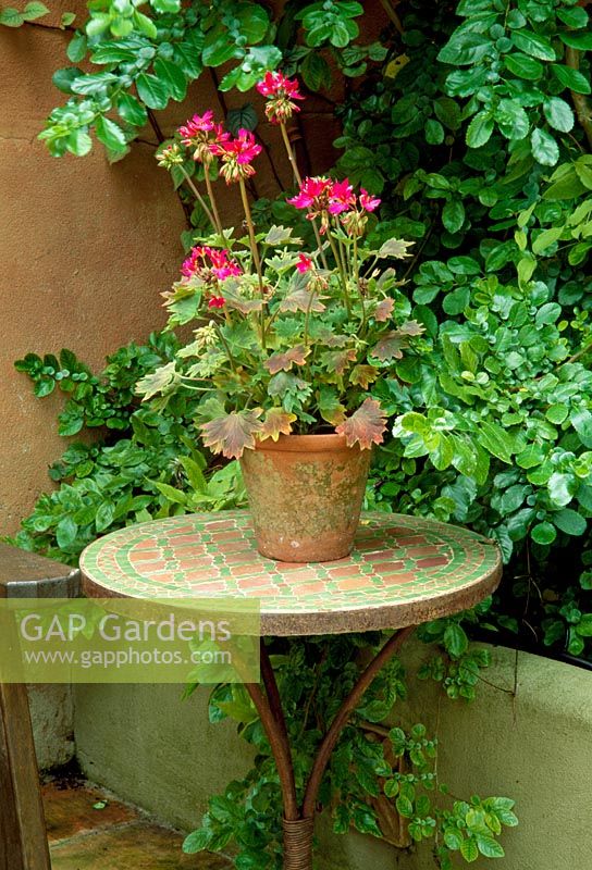 Pelargonium in container on garden table. 